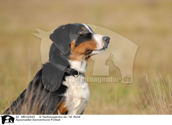Appenzeller Sennenhund Portrait / MR-02845