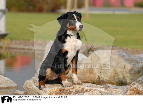 Appenzeller Sennenhund / Appenzell Mountain Dog / MR-02855