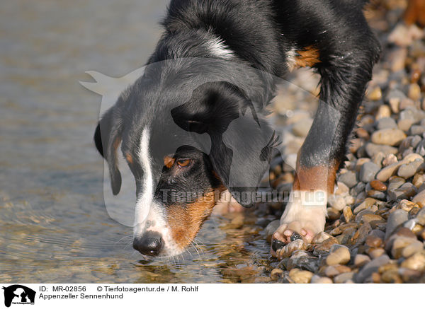 Appenzeller Sennenhund / MR-02856