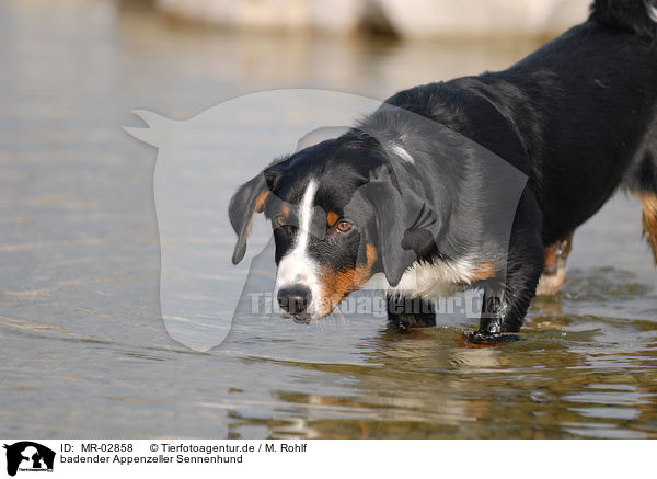 badender Appenzeller Sennenhund / MR-02858