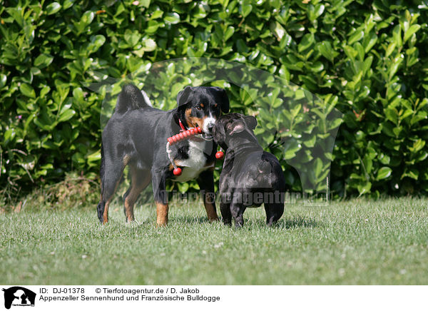 Appenzeller Sennenhund und Franzsische Bulldogge / DJ-01378