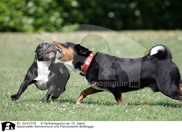 Appenzeller Sennenhund und Franzsische Bulldogge / DJ-01379