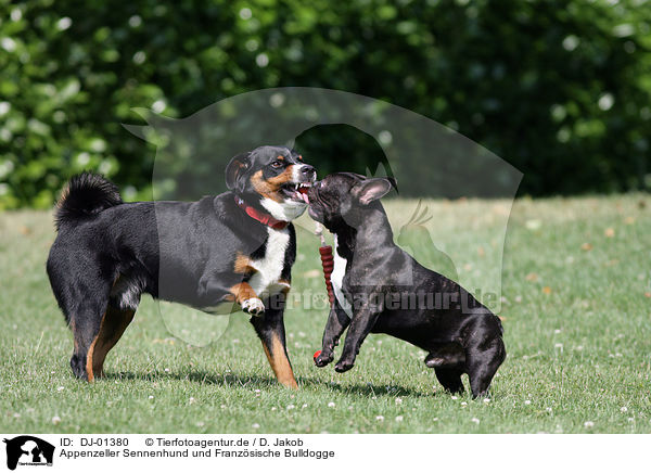 Appenzeller Sennenhund und Franzsische Bulldogge / DJ-01380