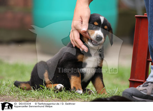 Appenzeller Sennenhund Welpe / DG-03334