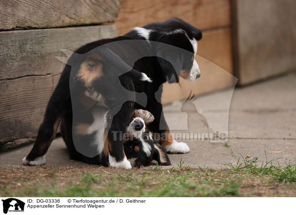 Appenzeller Sennenhund Welpen / DG-03336
