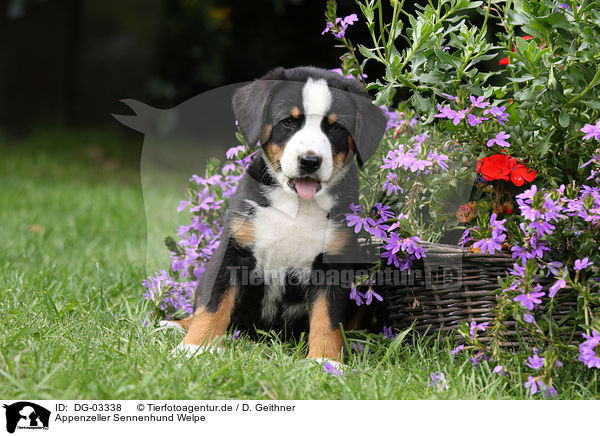 Appenzeller Sennenhund Welpe / Appenzeller Mountain Dog Puppy / DG-03338