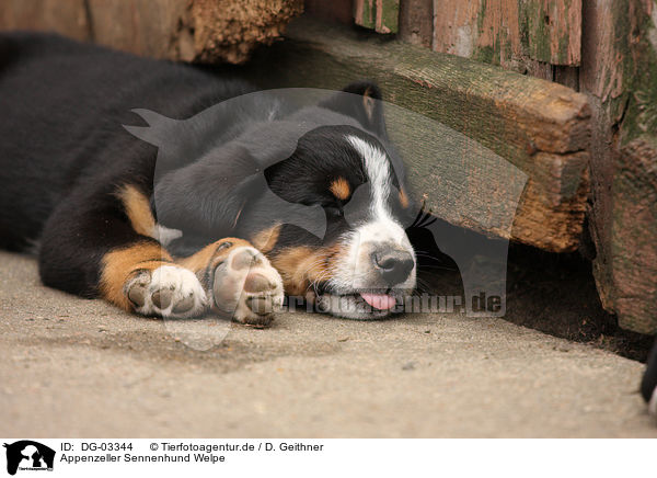 Appenzeller Sennenhund Welpe / DG-03344