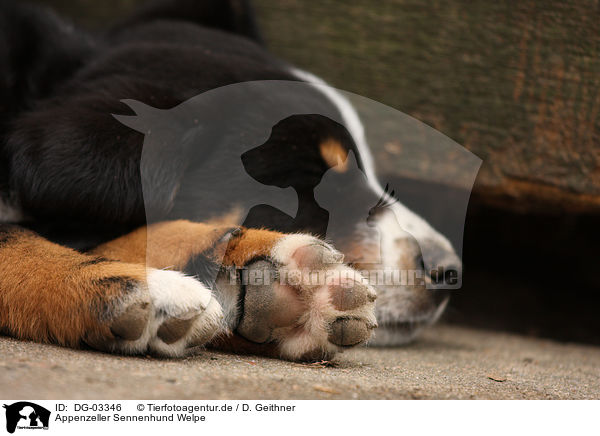 Appenzeller Sennenhund Welpe / Appenzeller Mountain Dog Puppy / DG-03346
