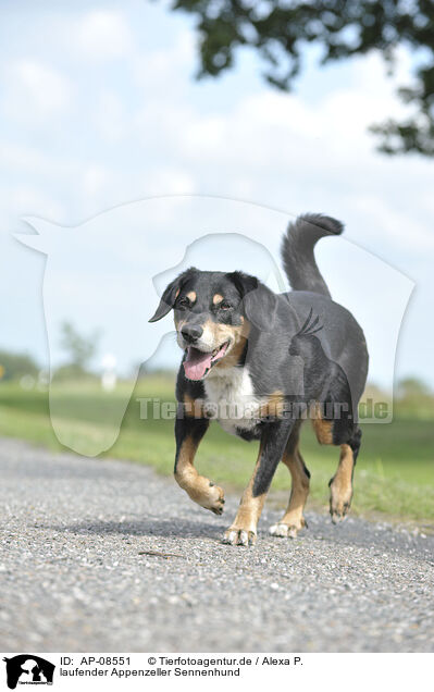 laufender Appenzeller Sennenhund / walking Appenzell Mountain Dog / AP-08551