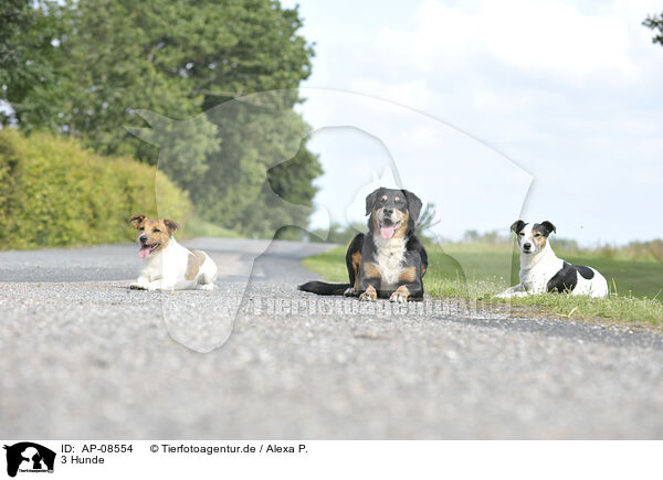 3 Hunde / AP-08554