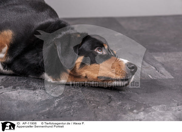 Appenzeller Sennenhund Portrait / AP-11906