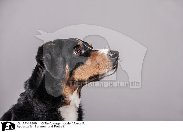 Appenzeller Sennenhund Portrait / AP-11909