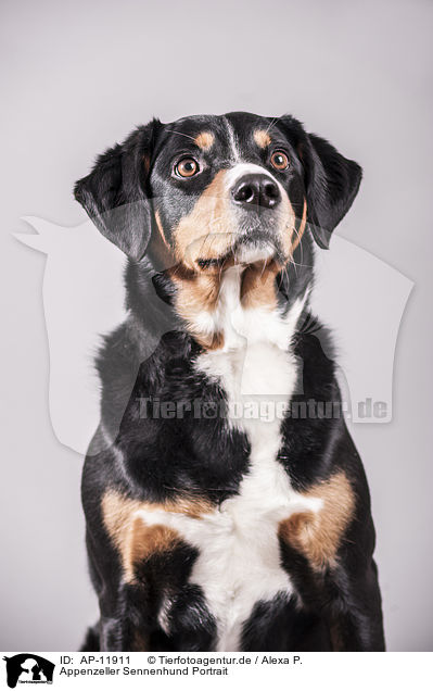 Appenzeller Sennenhund Portrait / AP-11911