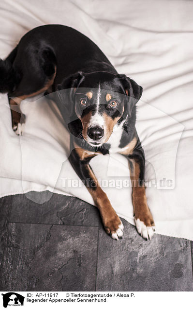 liegender Appenzeller Sennenhund / AP-11917
