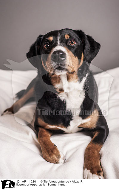 liegender Appenzeller Sennenhund / AP-11920