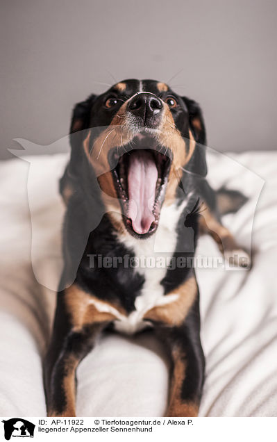 liegender Appenzeller Sennenhund / AP-11922