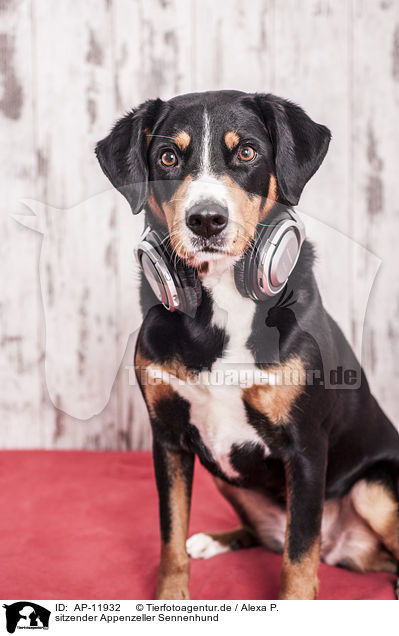 sitzender Appenzeller Sennenhund / AP-11932