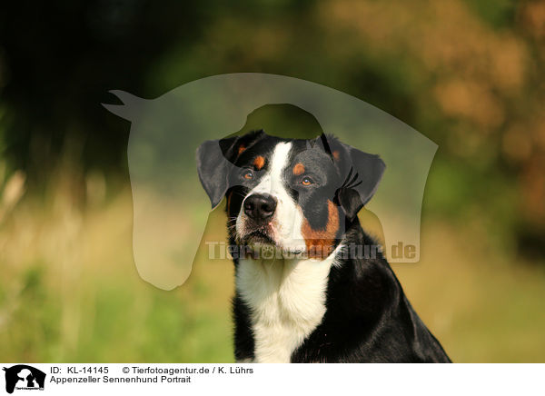 Appenzeller Sennenhund Portrait / KL-14145