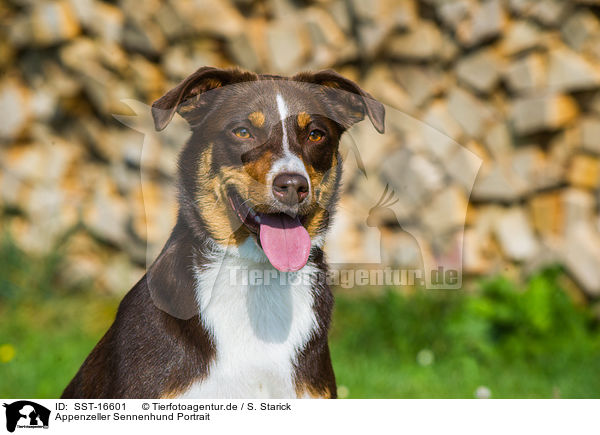 Appenzeller Sennenhund Portrait / SST-16601