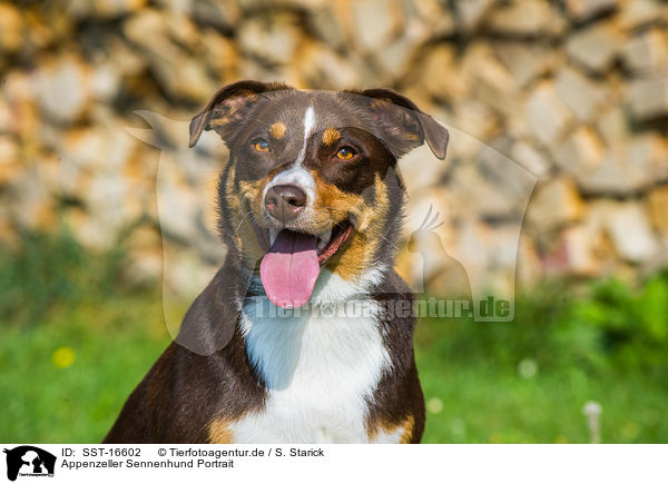 Appenzeller Sennenhund Portrait / SST-16602