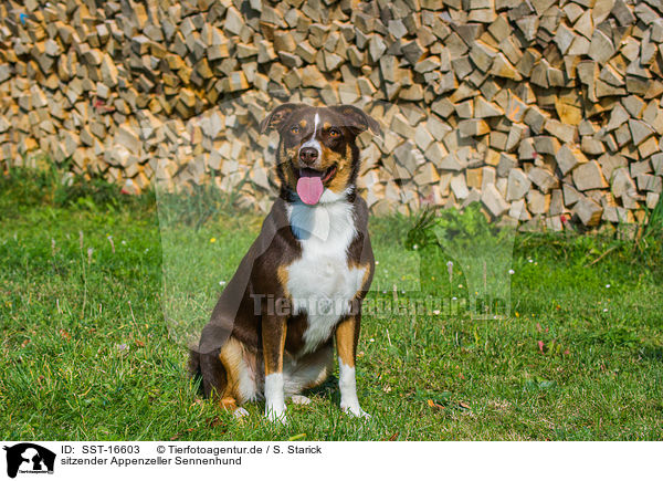 sitzender Appenzeller Sennenhund / SST-16603