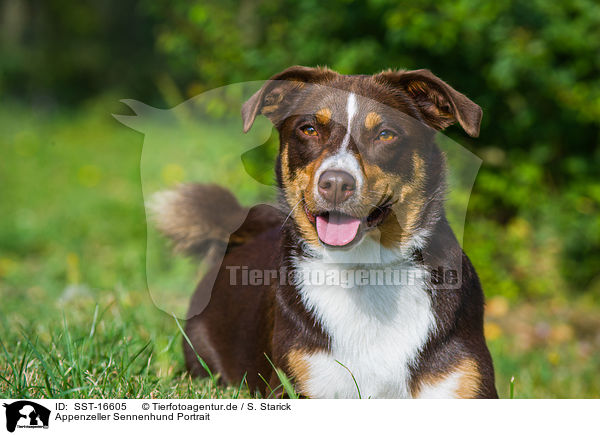 Appenzeller Sennenhund Portrait / SST-16605