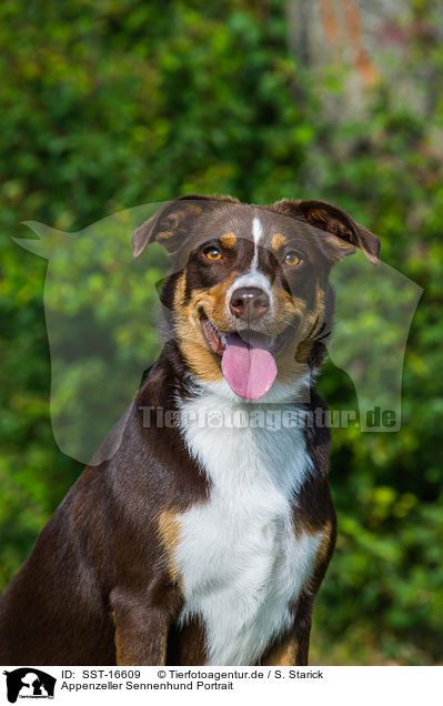 Appenzeller Sennenhund Portrait / SST-16609