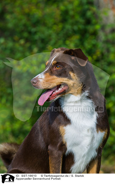 Appenzeller Sennenhund Portrait / SST-16610