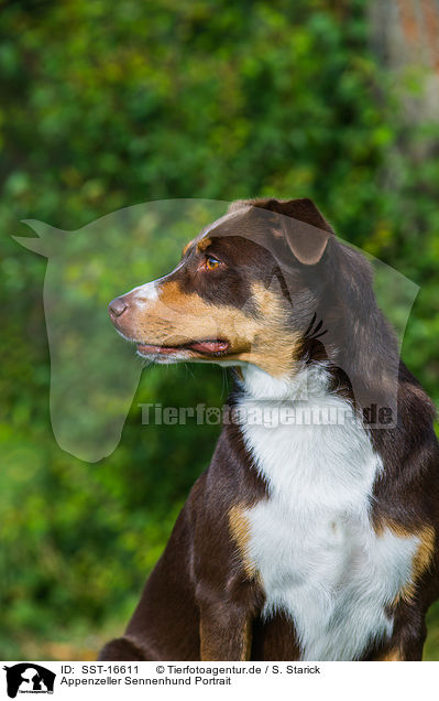 Appenzeller Sennenhund Portrait / Appenzell Mountain Dog Portrait / SST-16611