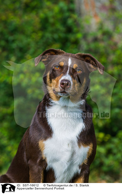 Appenzeller Sennenhund Portrait / SST-16612