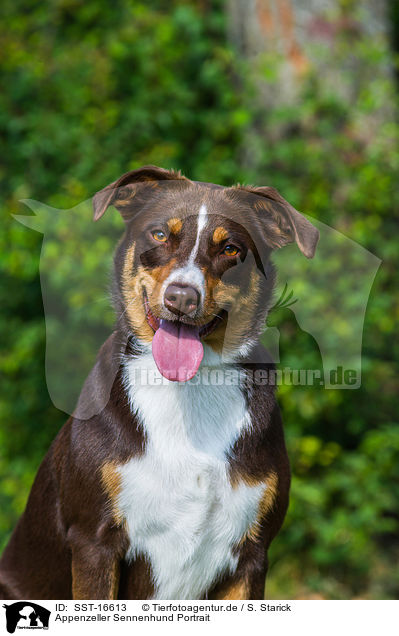 Appenzeller Sennenhund Portrait / Appenzell Mountain Dog Portrait / SST-16613