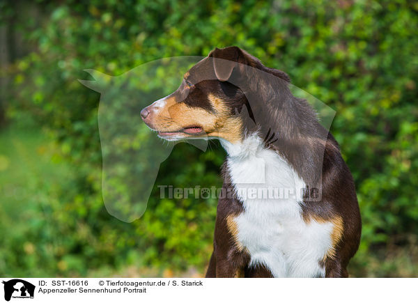 Appenzeller Sennenhund Portrait / Appenzell Mountain Dog Portrait / SST-16616