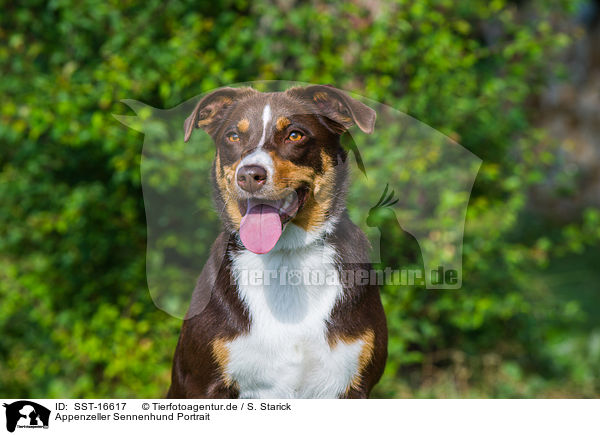Appenzeller Sennenhund Portrait / Appenzell Mountain Dog Portrait / SST-16617