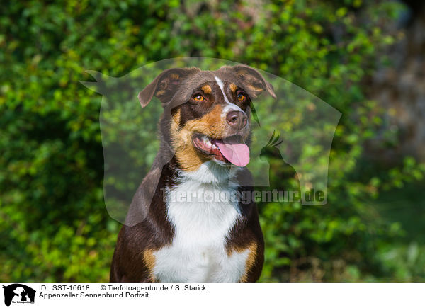 Appenzeller Sennenhund Portrait / Appenzell Mountain Dog Portrait / SST-16618