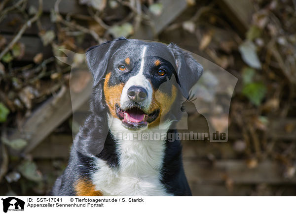 Appenzeller Sennenhund Portrait / SST-17041