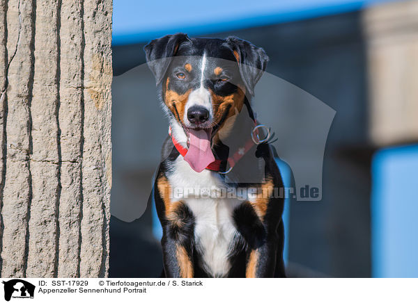 Appenzeller Sennenhund Portrait / Appenzell Mountain Dog Portrait / SST-17929
