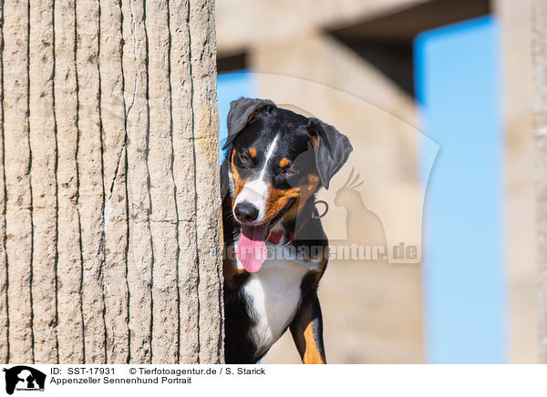 Appenzeller Sennenhund Portrait / Appenzell Mountain Dog Portrait / SST-17931