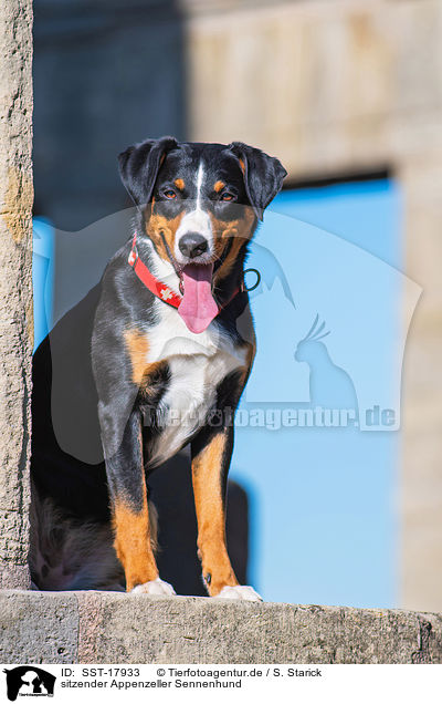 sitzender Appenzeller Sennenhund / sitting Appenzell Mountain Dog / SST-17933