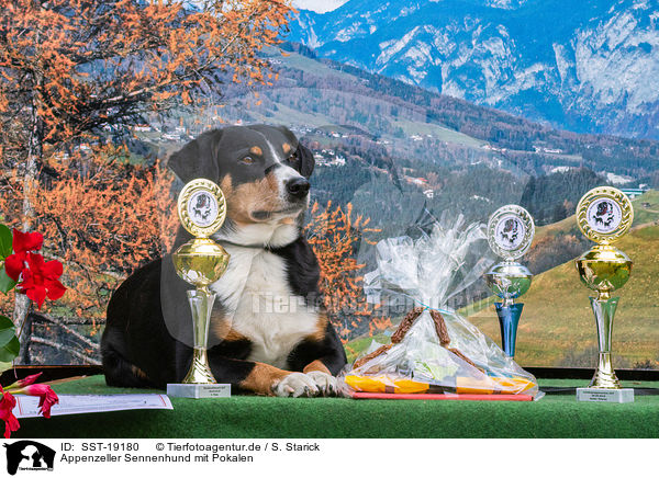 Appenzeller Sennenhund mit Pokalen / Appenzell Mountain Dog with prize cups / SST-19180