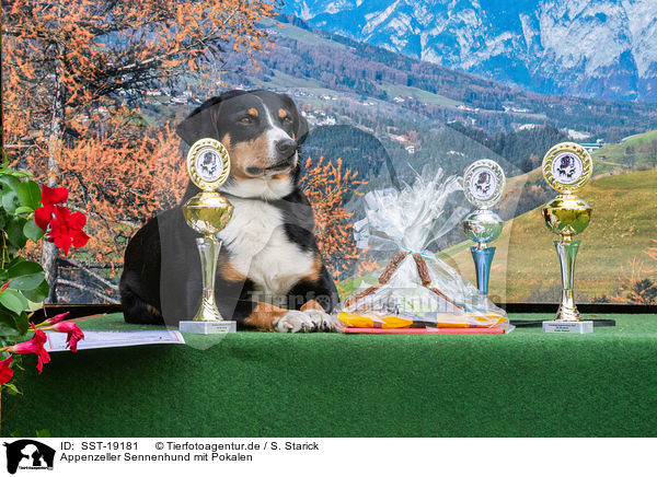 Appenzeller Sennenhund mit Pokalen / Appenzell Mountain Dog with prize cups / SST-19181