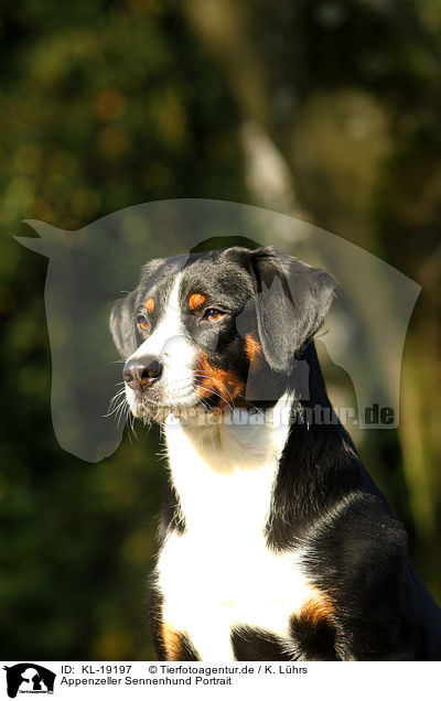 Appenzeller Sennenhund Portrait / Appenzell Mountain Dog Portrait / KL-19197