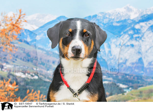 Appenzeller Sennenhund Portrait / SST-19547