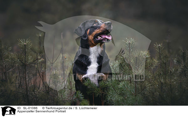 Appenzeller Sennenhund Portrait / Appenzell Mountain Dog portrait / SL-01086