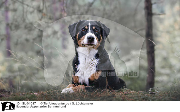 liegender Appenzeller Sennenhund / lying Appenzell Mountain Dog / SL-01087