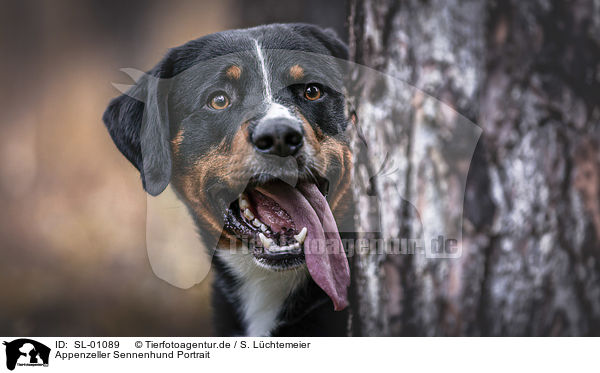 Appenzeller Sennenhund Portrait / Appenzell Mountain Dog portrait / SL-01089
