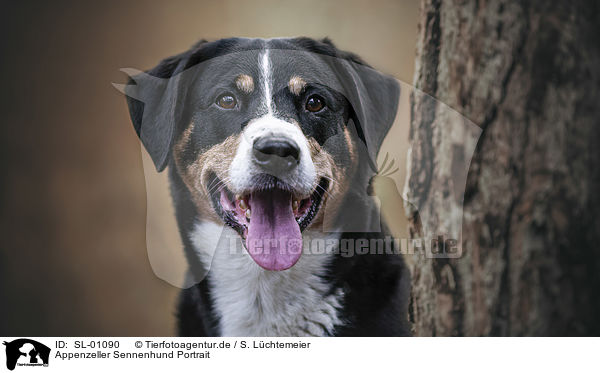 Appenzeller Sennenhund Portrait / SL-01090