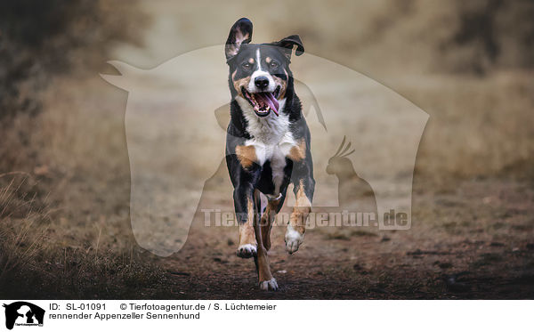 rennender Appenzeller Sennenhund / running Appenzell Mountain Dog / SL-01091