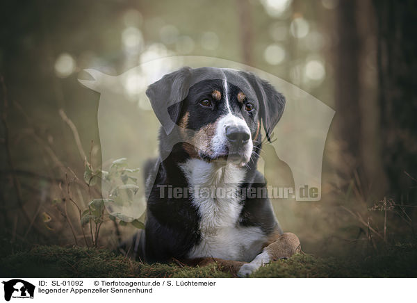 liegender Appenzeller Sennenhund / lying Appenzell Mountain Dog / SL-01092