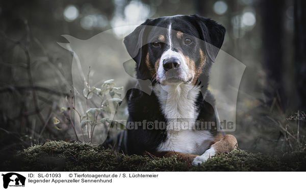 liegender Appenzeller Sennenhund / SL-01093