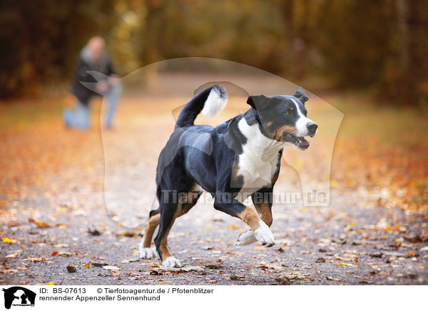 rennender Appenzeller Sennenhund / BS-07613